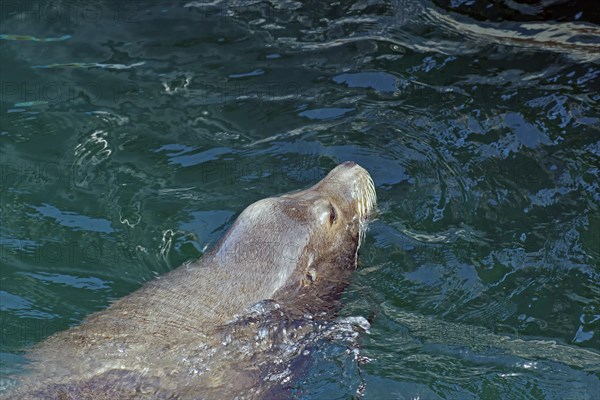 Sea lion in the water