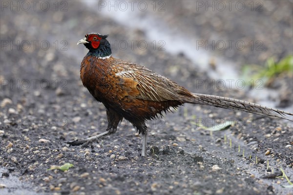 Pheasant