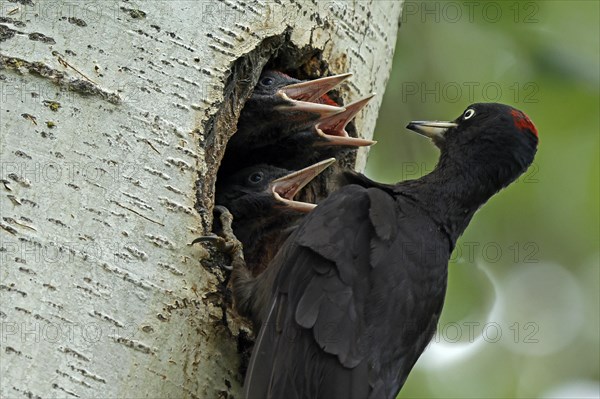 Black woodpecker