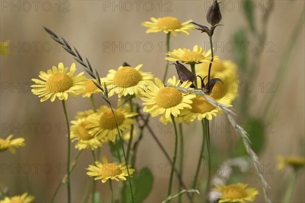 Golden marguerite