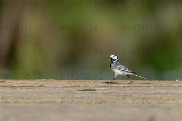 White wagtail