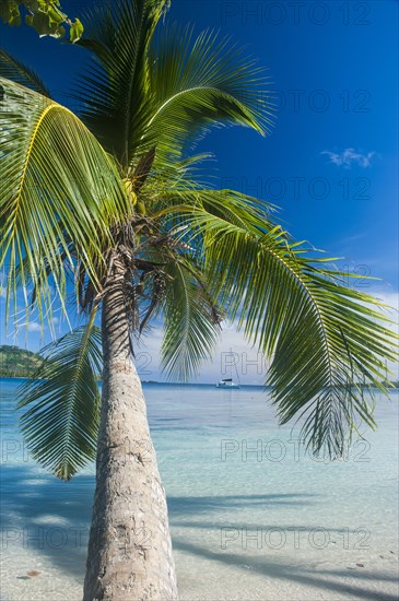 Palm tree hanging in the water