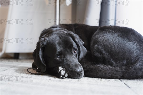 Black Labrador who works as a guide dog for a blind woman. Assistant for the blind person. sitting resting