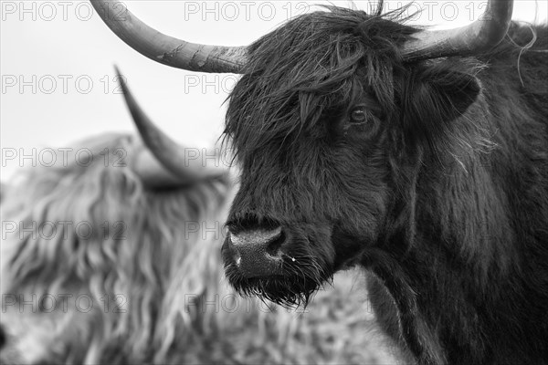 Scottish Highland Cattle