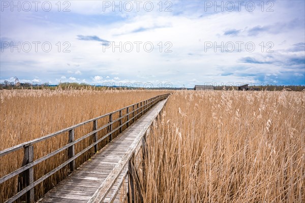 Footbridge on the lake with reeds