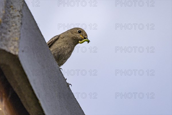 Black Redstart