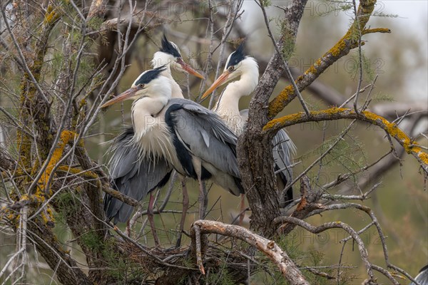 Three grey heron