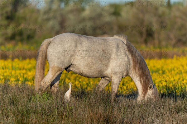 Camargue horse and cattle