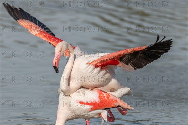 Greater Flamingo