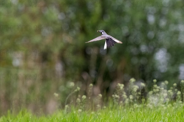 White wagtail