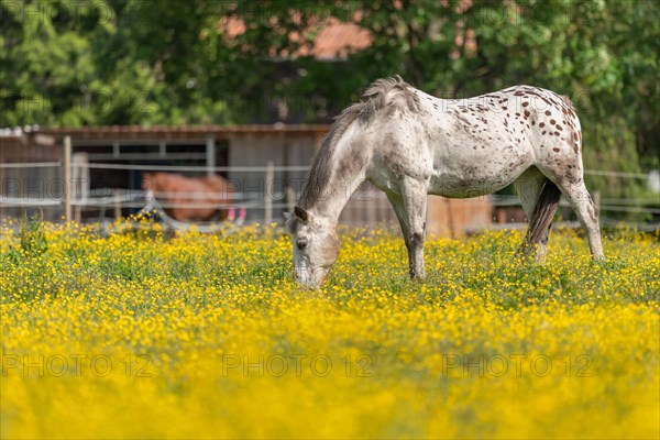 Horse in a green pasture filled with yellow buttercups. Bas-Rhin