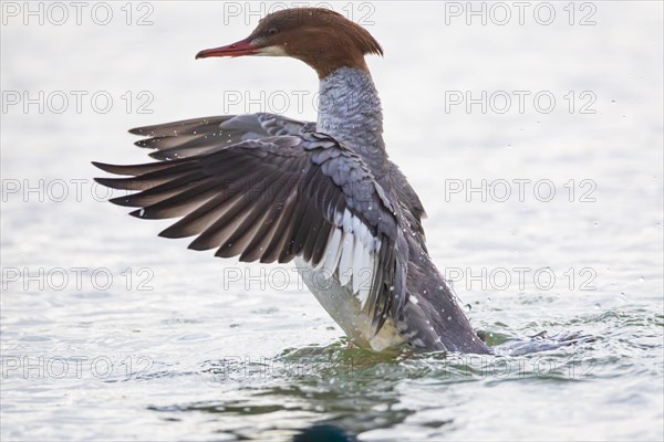 Common merganser