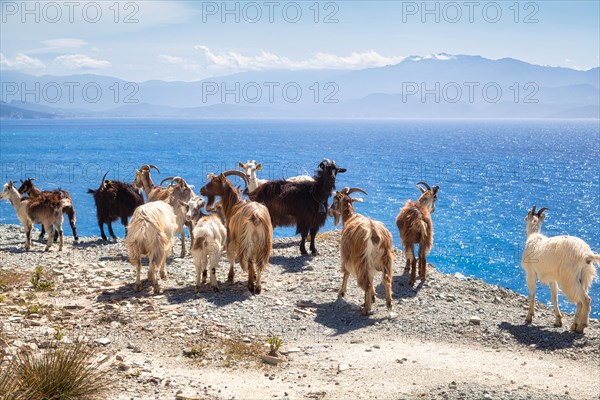 Corsican goats at Cap Corse