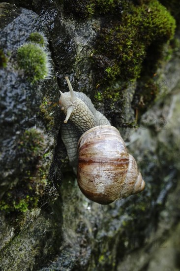 Burgundy snail