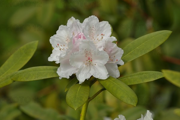 Rhododendron flowers