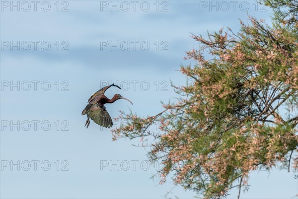 Glossy Ibis