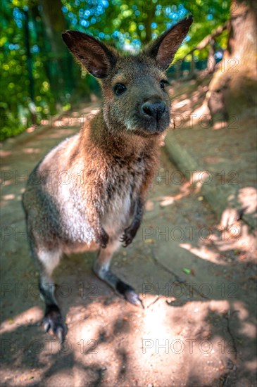 Portrait of a Bennett's kangaroo