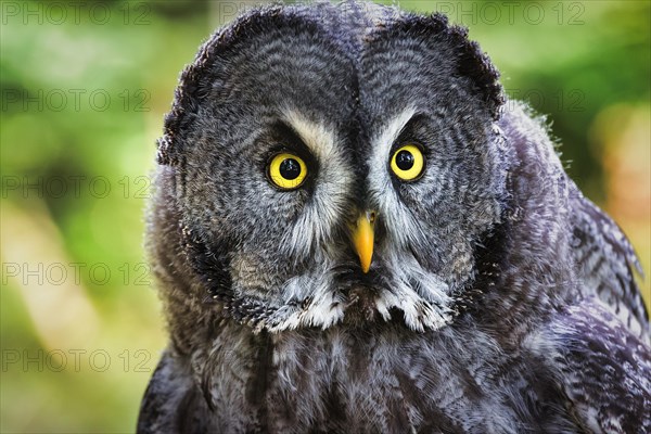 Great Grey Owl