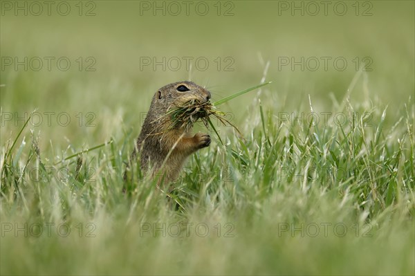 Gopher