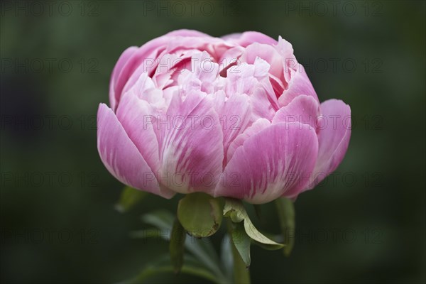 Peony Paeonia Coral Charm)