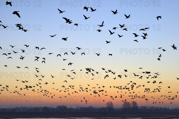Wild geese flying over flooded meadows on the Rhine in the morning red