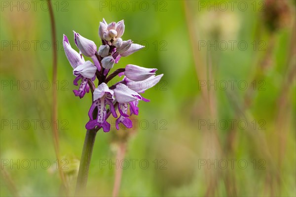 Flower of the helmet orchid