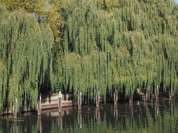 Weeping Willow tree