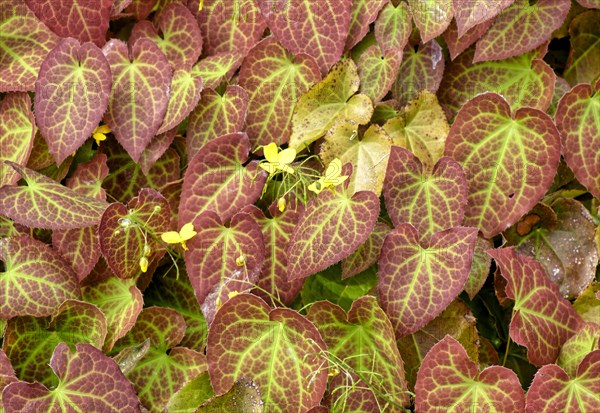 Epimedium