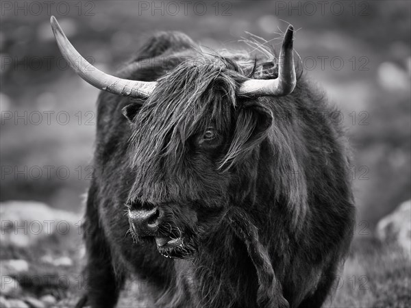 Scottish Highland Cattle