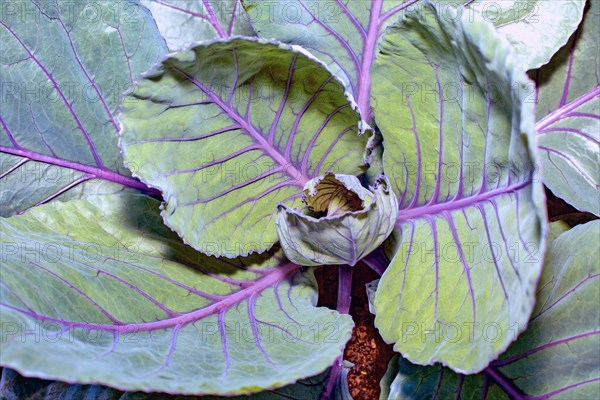 Red cabbage