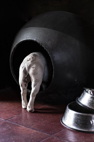 Rear view of a French bulldog getting inside the dog house