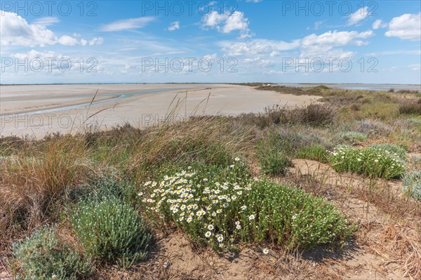 Typical landscape in a lagoon of the Rhone delta in the Camargue in spring. Saintes Maries de la Mer