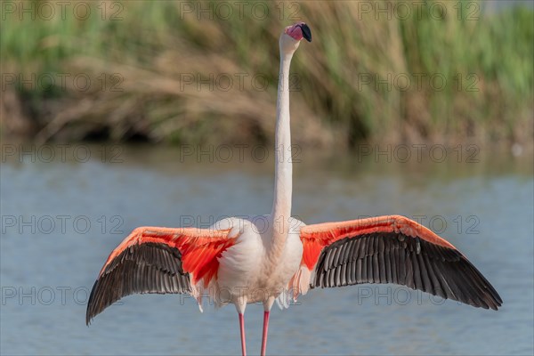 Greater Flamingo