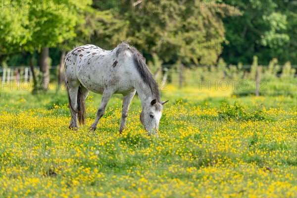 Horse in a green pasture filled with yellow buttercups. Bas-Rhin