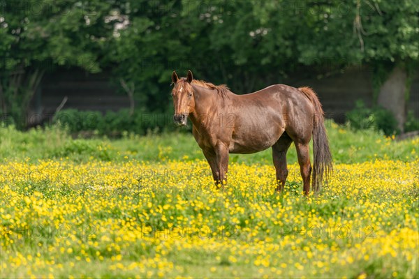 Horse in a green pasture filled with yellow buttercups. Bas-Rhin