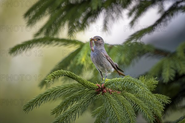 Black Redstart