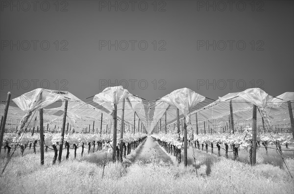 Vines protected by film