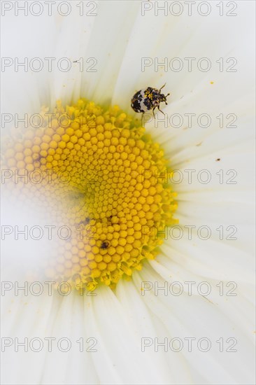 Beaver flower beetle