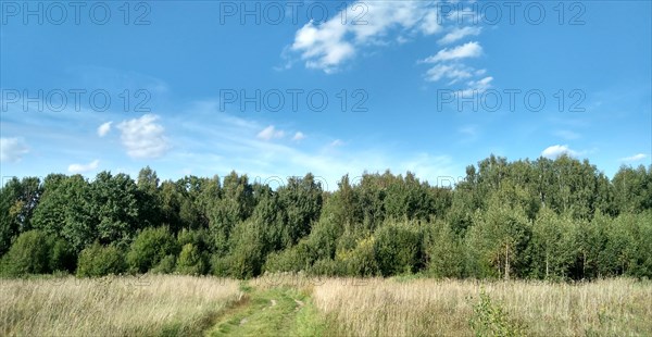 Beautiful landscape. Nature picture background. Spring nature. Blue clear sky. Sunlight and fluffy clouds. Field and meadow. Path in the forest