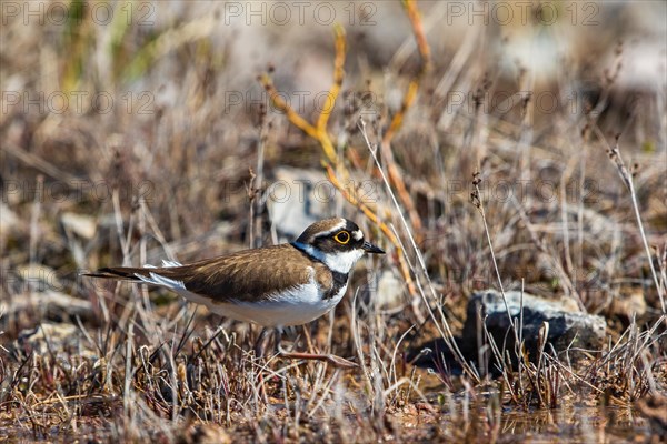 Little ringed plover