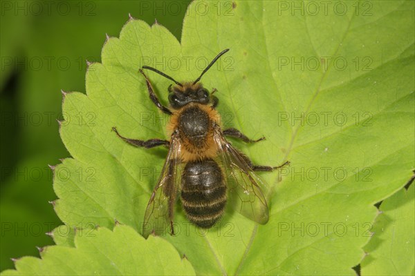 Early mining bee