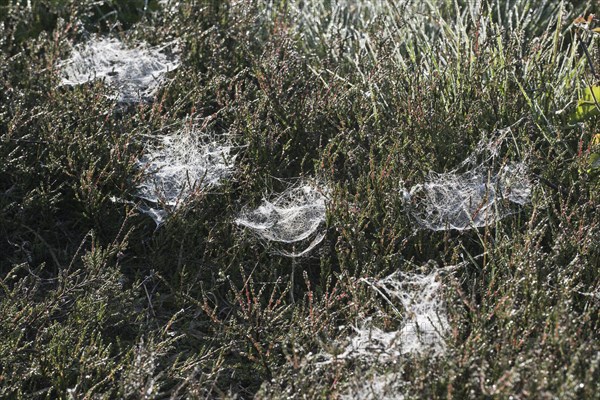 Dove-covered spider webs in ground vegetation