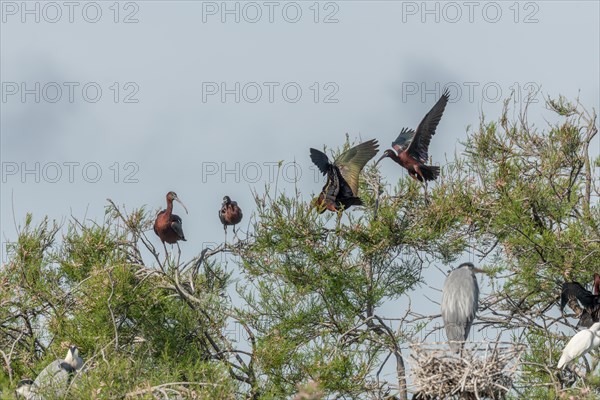 Glossy Ibis