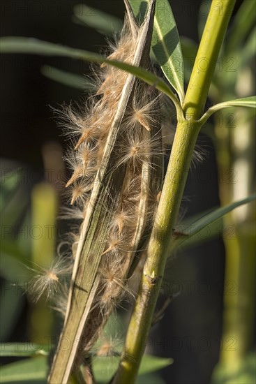 Seed pod of oleander