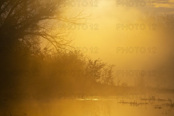 Alluvial forest