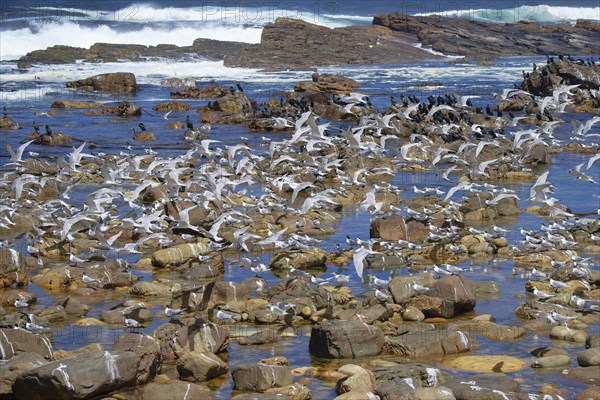 Cape of Good Hope