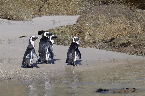 Group of African Penguins