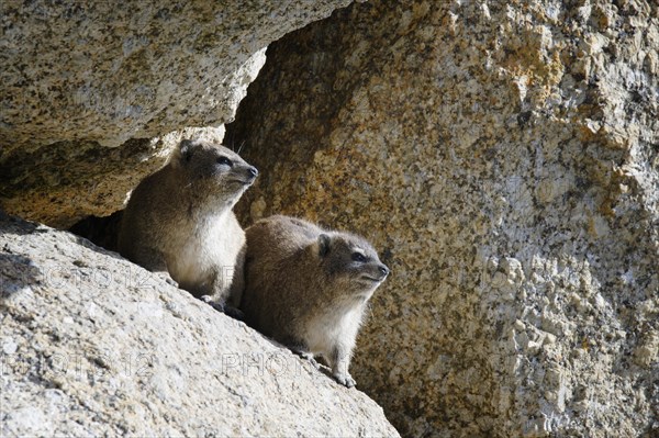 Hyraxes