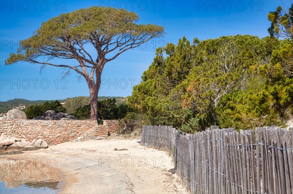 Beach and pine trees