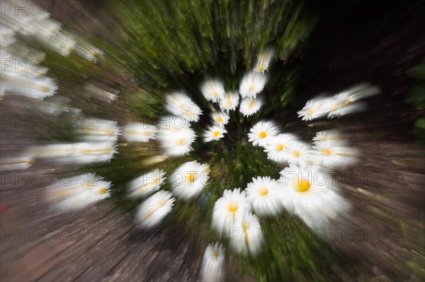 Marguerites